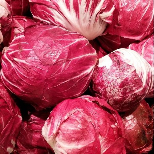 Radicchio, regionale Ernte