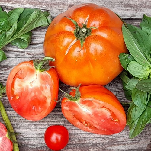 Tomaten Ochsenherz kg Ideal zum Füllen mit Video