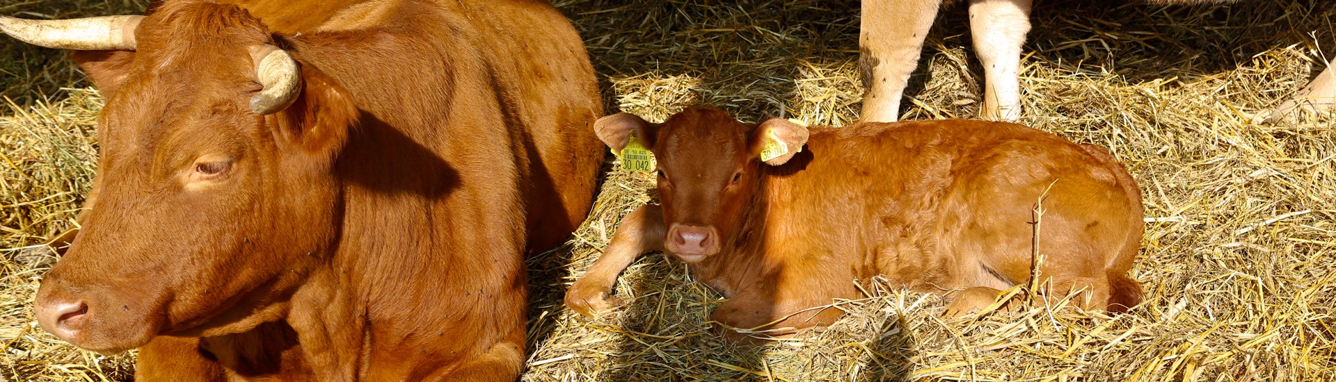 Bio vom Bauernhof : Fleisch, Aufschnitt, Lebensmittel und Bio-Produkte